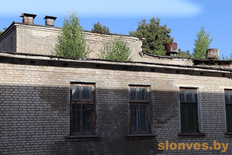Почему на крышах растут деревья? – Слонимский вестник