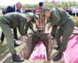 В Слонимском районе перезахоронили останки воинов Красной Армии