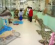 Погрузитесь в Слониме в «Тайны древнего океана»