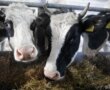 В Беларуси производство молока на МТК достигло 80 процентов