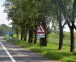 На дорогах Беларуси внедрят новую систему защиты от животных