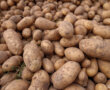Белорусские аграрии убрали картофель с 10 процентов площадей — накопано 78 тысяч тонн